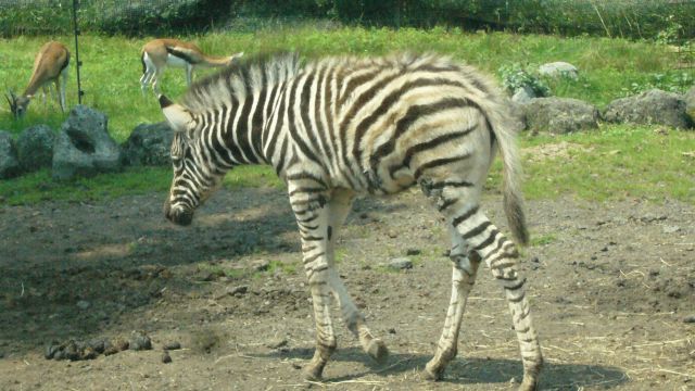 File:Equus quagga boehmi in Fuji safari park 20070728.jpg