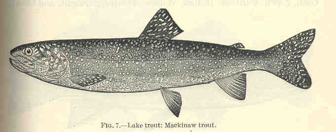 File:FMIB 35062 Lake Trout; Mackinaw Trout.jpeg