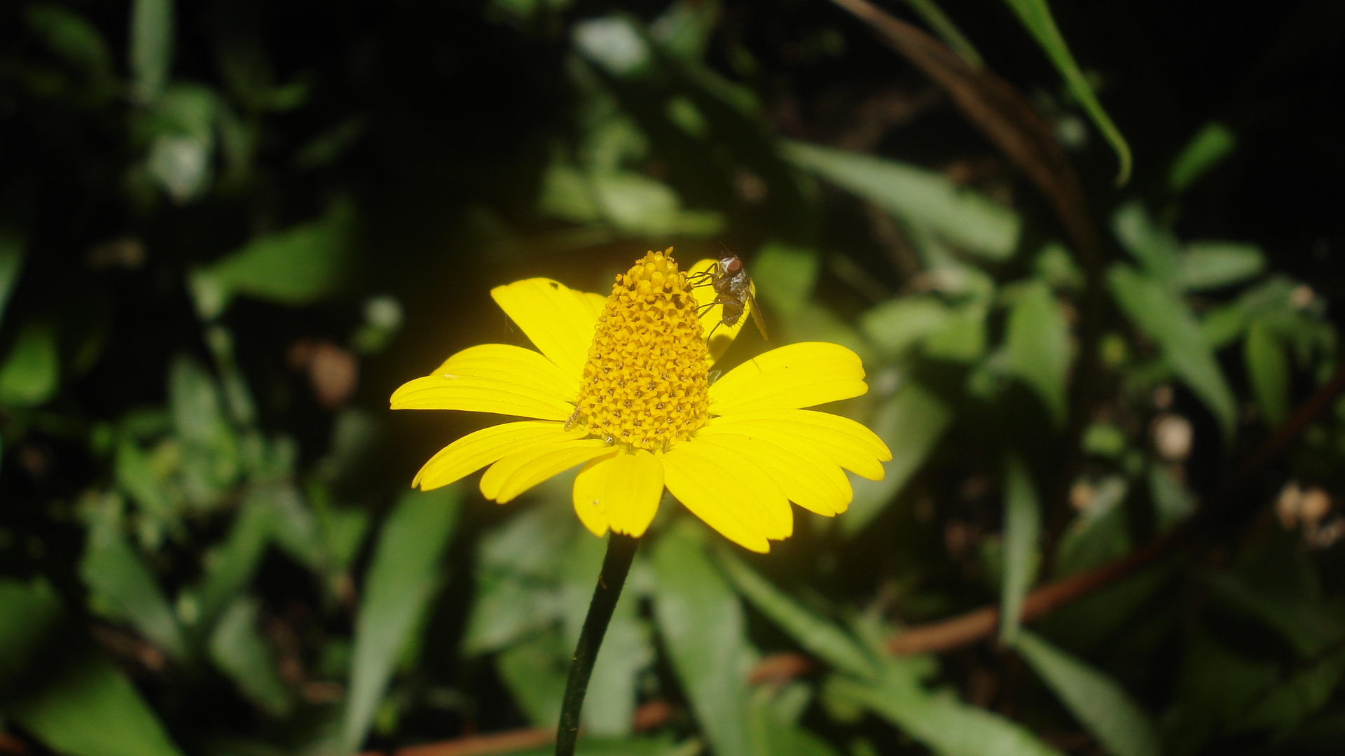 File:Flor-Amarilla-Insecto-Reserva-Mombacho-Granada-Nicaragua.jpg -  Wikimedia Commons