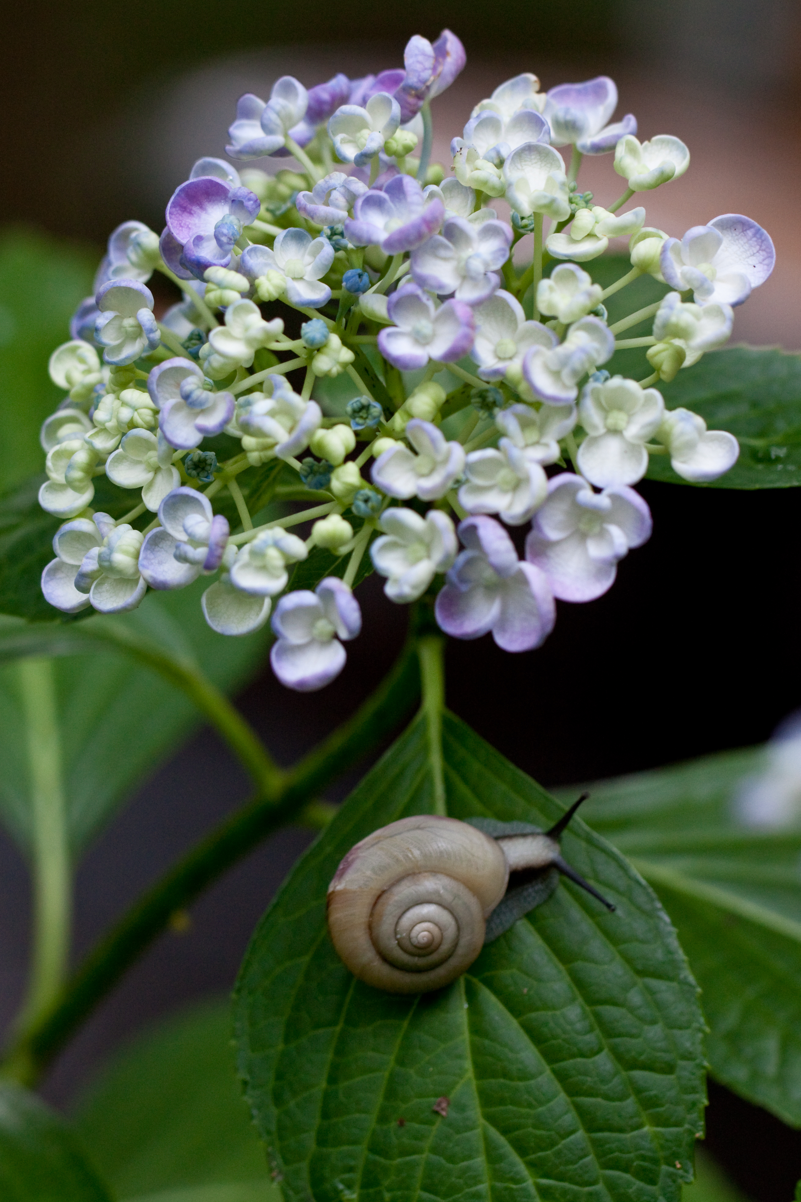 File Flower Hydrangea Uzu Ajisai Snail Flickr Nekonomania Jpg Wikimedia Commons