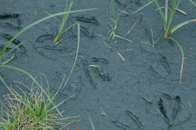 File:Footprints in the peat - geograph.org.uk - 514154.jpg