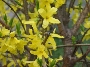 File:Forsythia intermedia.jpg