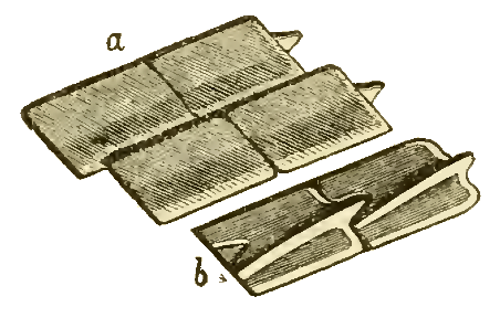 File:Ganoid scales.png