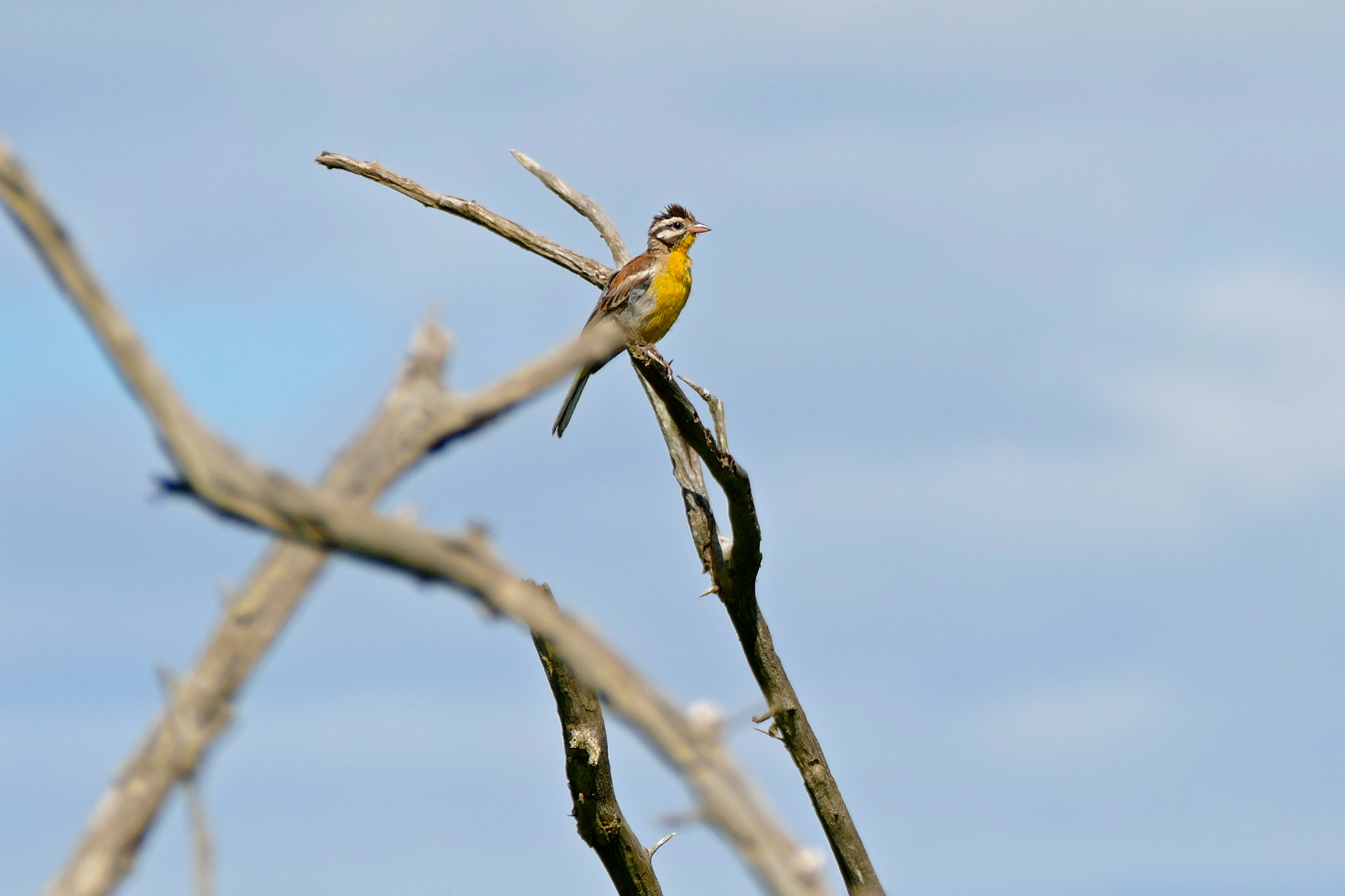 Golden-breasted Bunting (Emberiza flaviventris) (16819383895).jpg