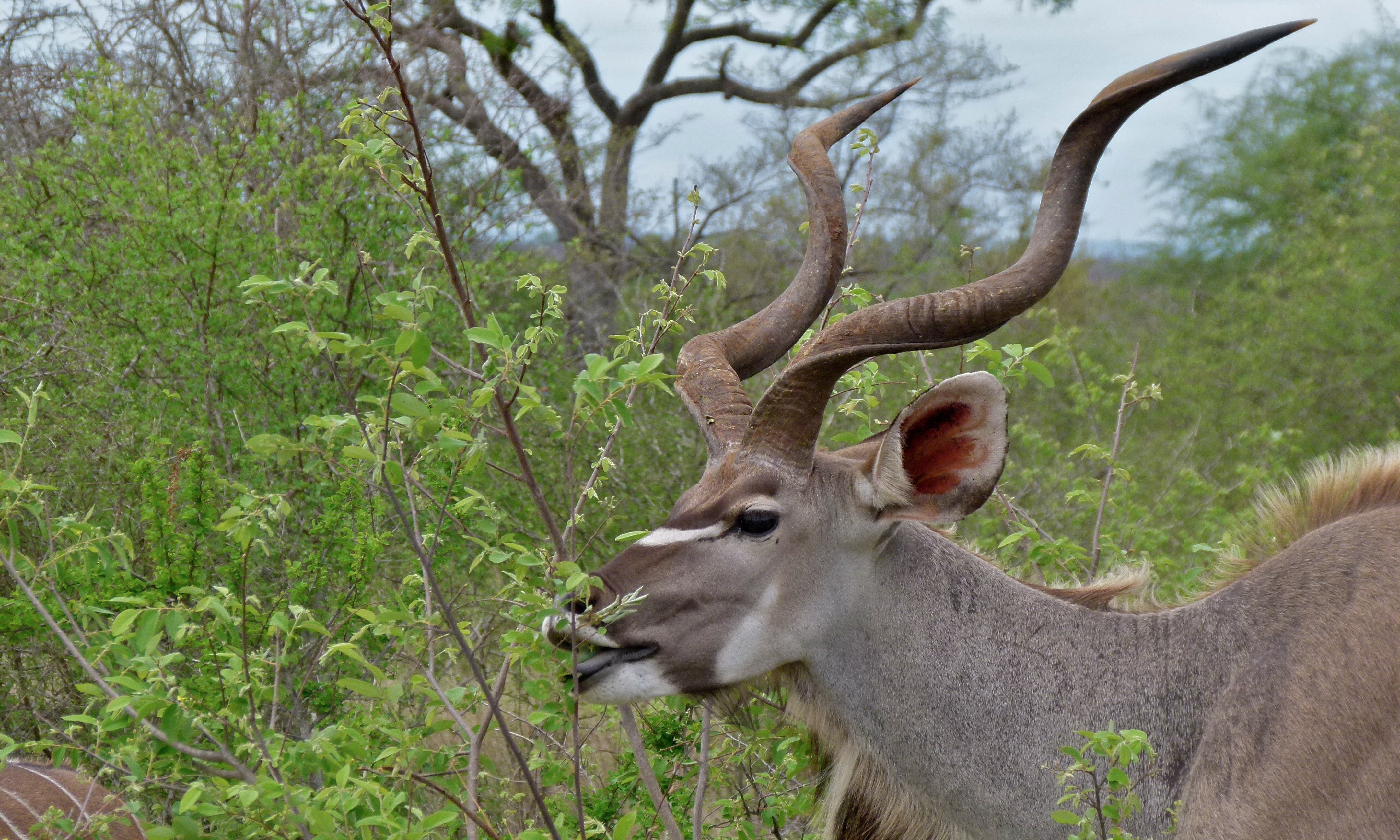 Greater Kudu (Tragelaphus strepsiceros) (6001588203).jpg