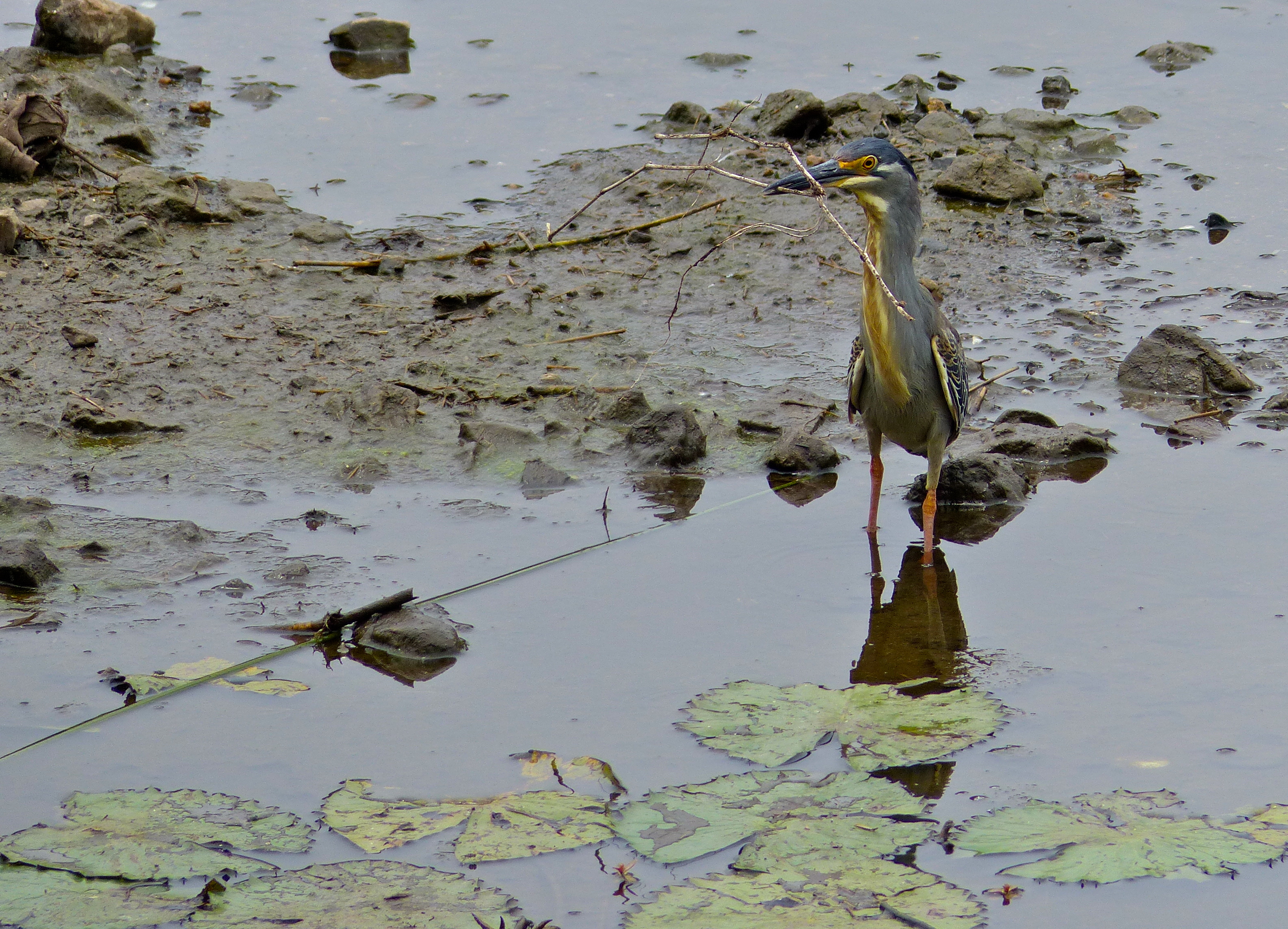 Green-backed Heron (Butorides striata) (12027634253).jpg