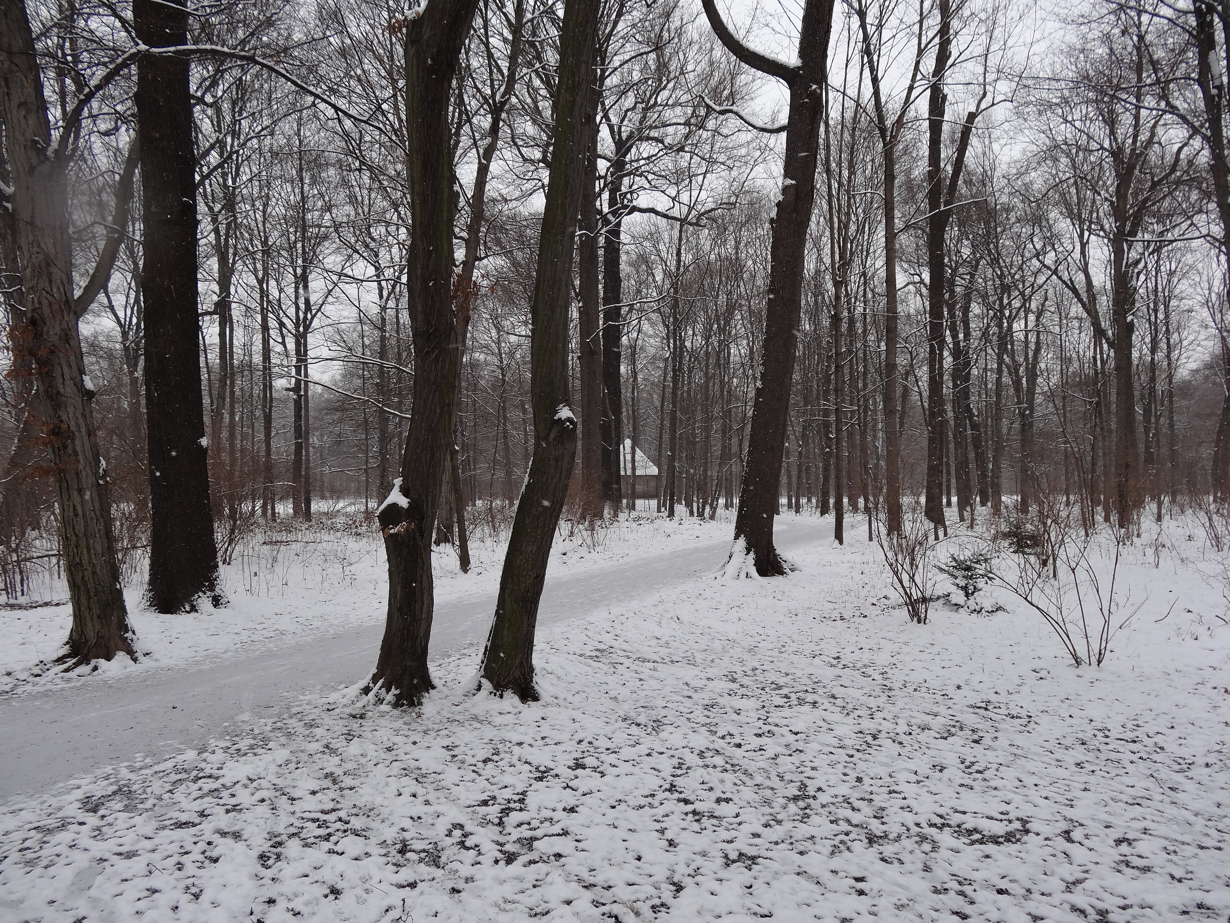 File Grosser Garten Dresden In Winter 1062 Jpg Wikimedia Commons