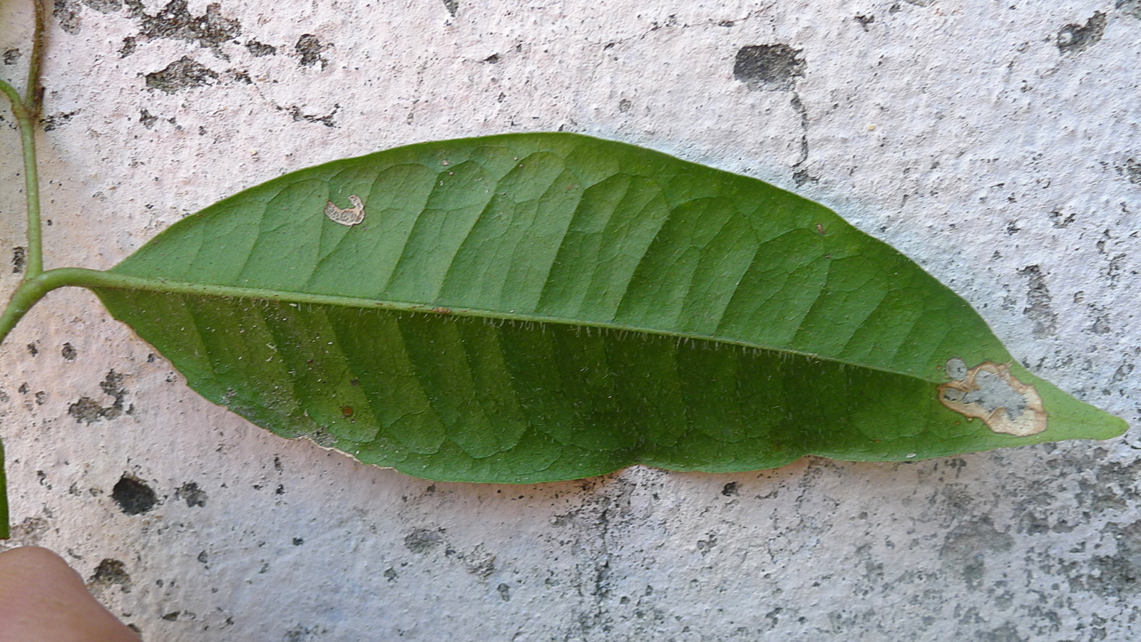 Guapira sp., Nyctaginaceae, Atlantic forest, northern littoral of Bahia, Brazil (21440326762).jpg