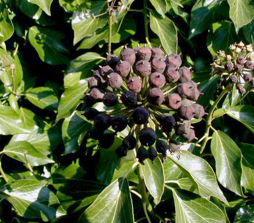 File:Hedera-helix.JPG