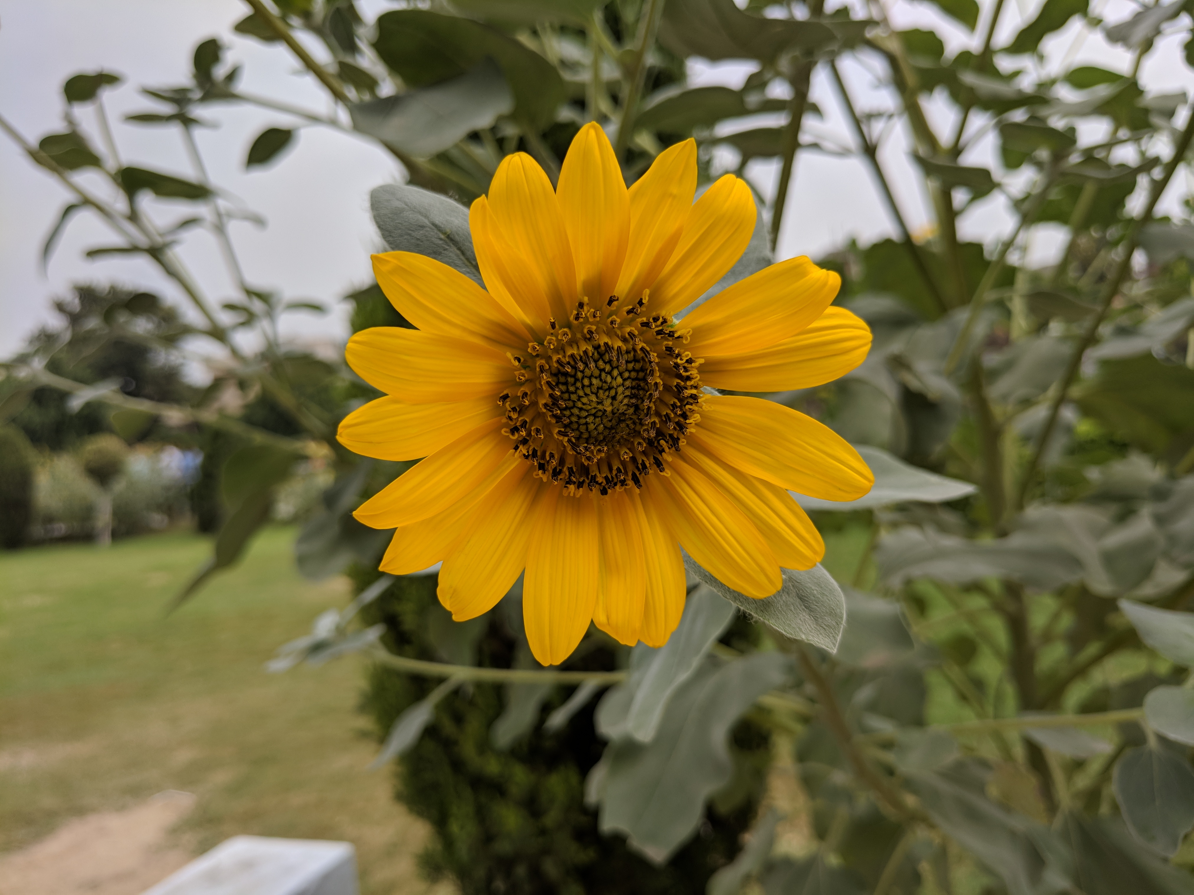 Helianthus annuus в косметике. Гелиантус иволистный. Helianthus annuus Hybrid Oil.