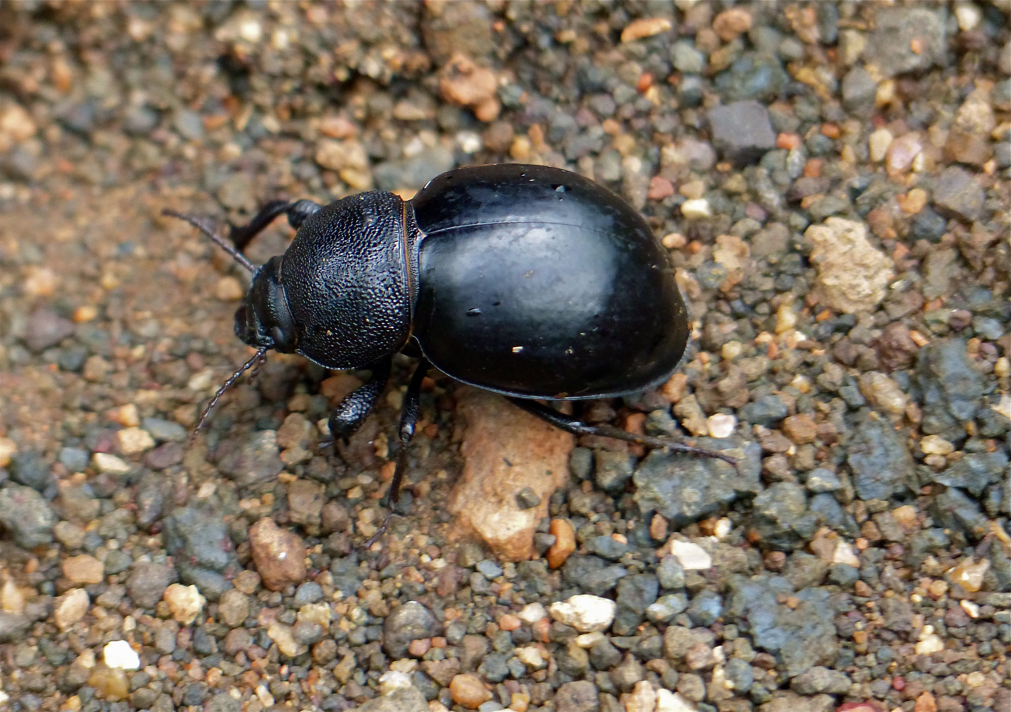 Helmet Tok-tokkie (Phanerotomea virago) (11688470354).jpg