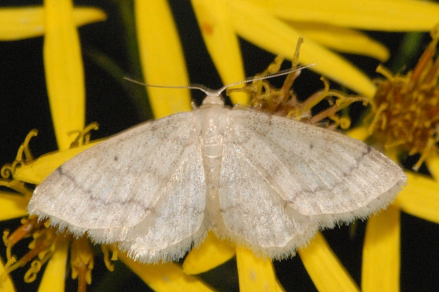 File:Idaea.biselata.-.lindsey2.jpg