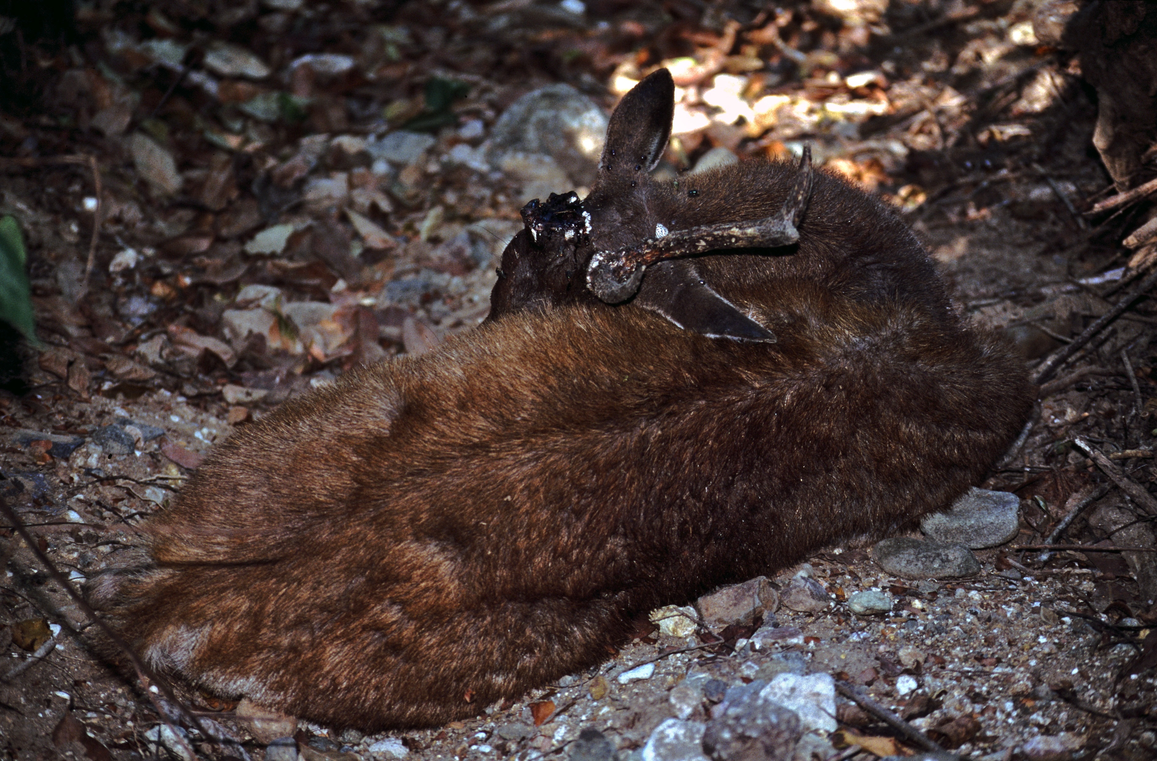 Javan Deer (Rusa timorensis) wounded (7880596696).jpg