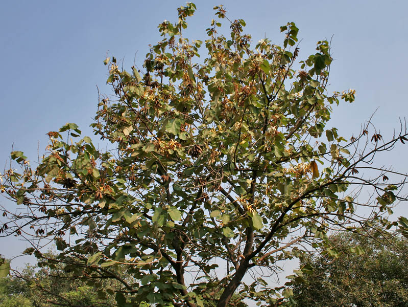 File:Kanak Champa (Pterospermum acerifolium) in Hyderabad W IMG 7127.jpg