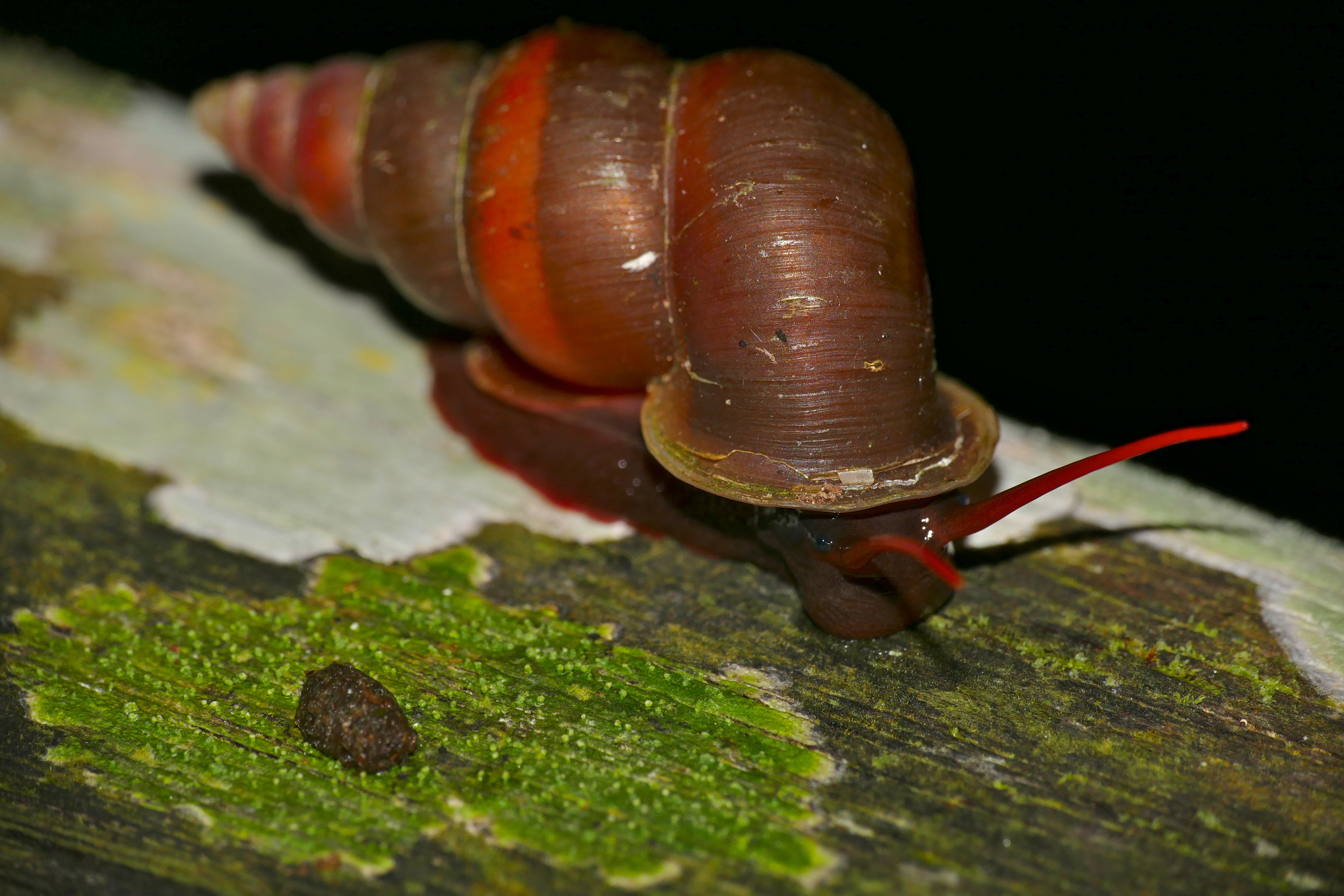 Land Snail (Schistoloma anostoma) (23105579129).jpg