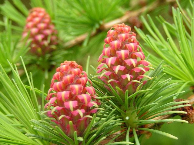 File:Larch Flowers - geograph.org.uk - 1277634.jpg