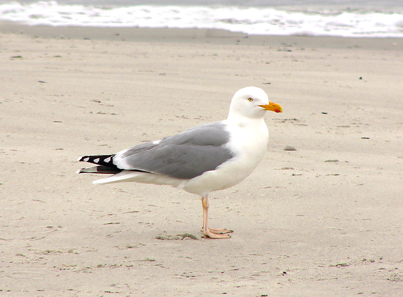 File:Larus argentatus omissus.jpg