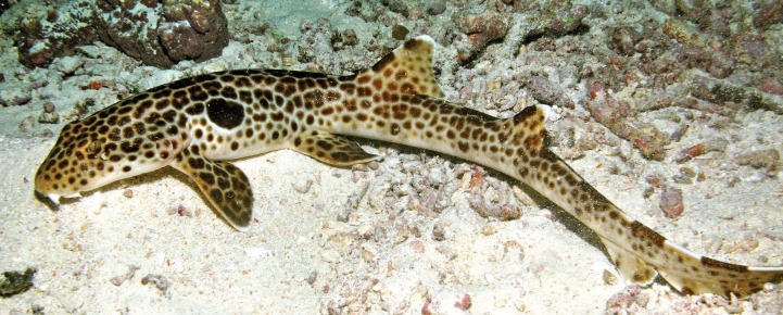 File:Leopard Epaulette Shark.jpg - Wikipedia
