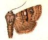 <i>Sympistis dunbari</i> Species of moth