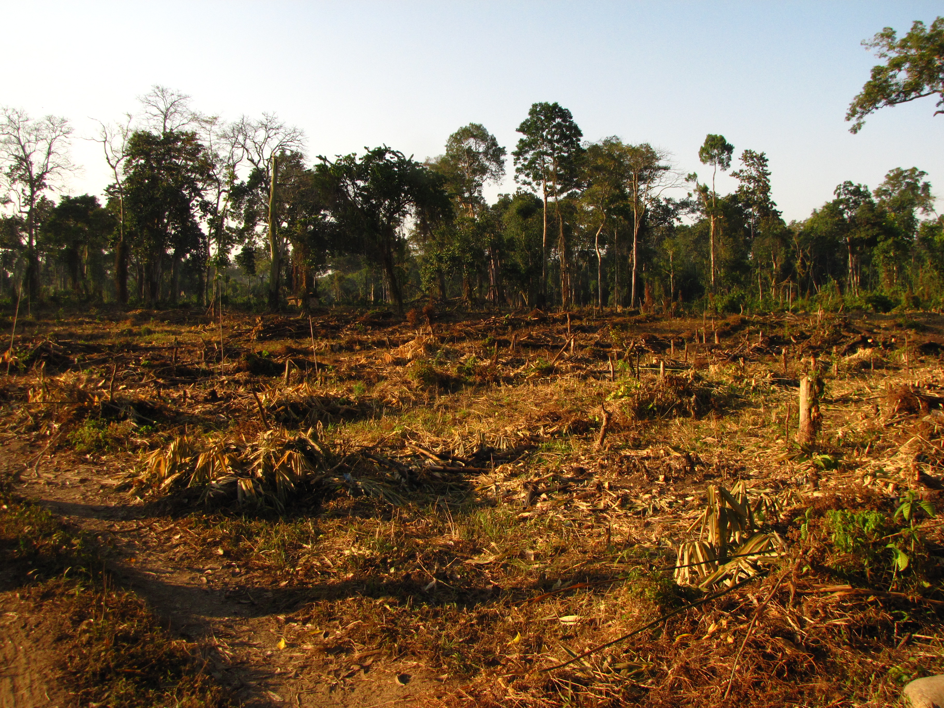 Forest loss