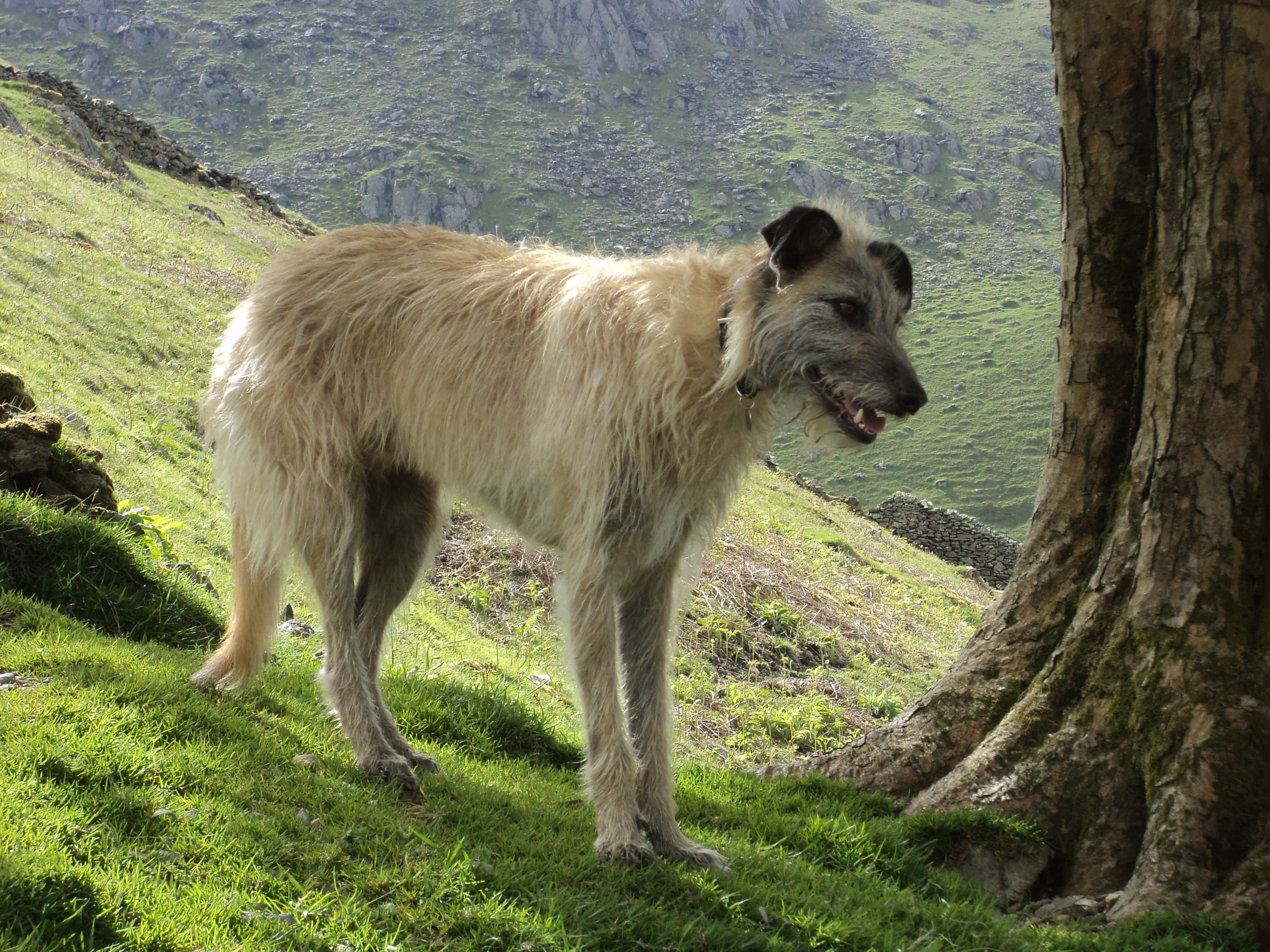 lurcher dog puppy