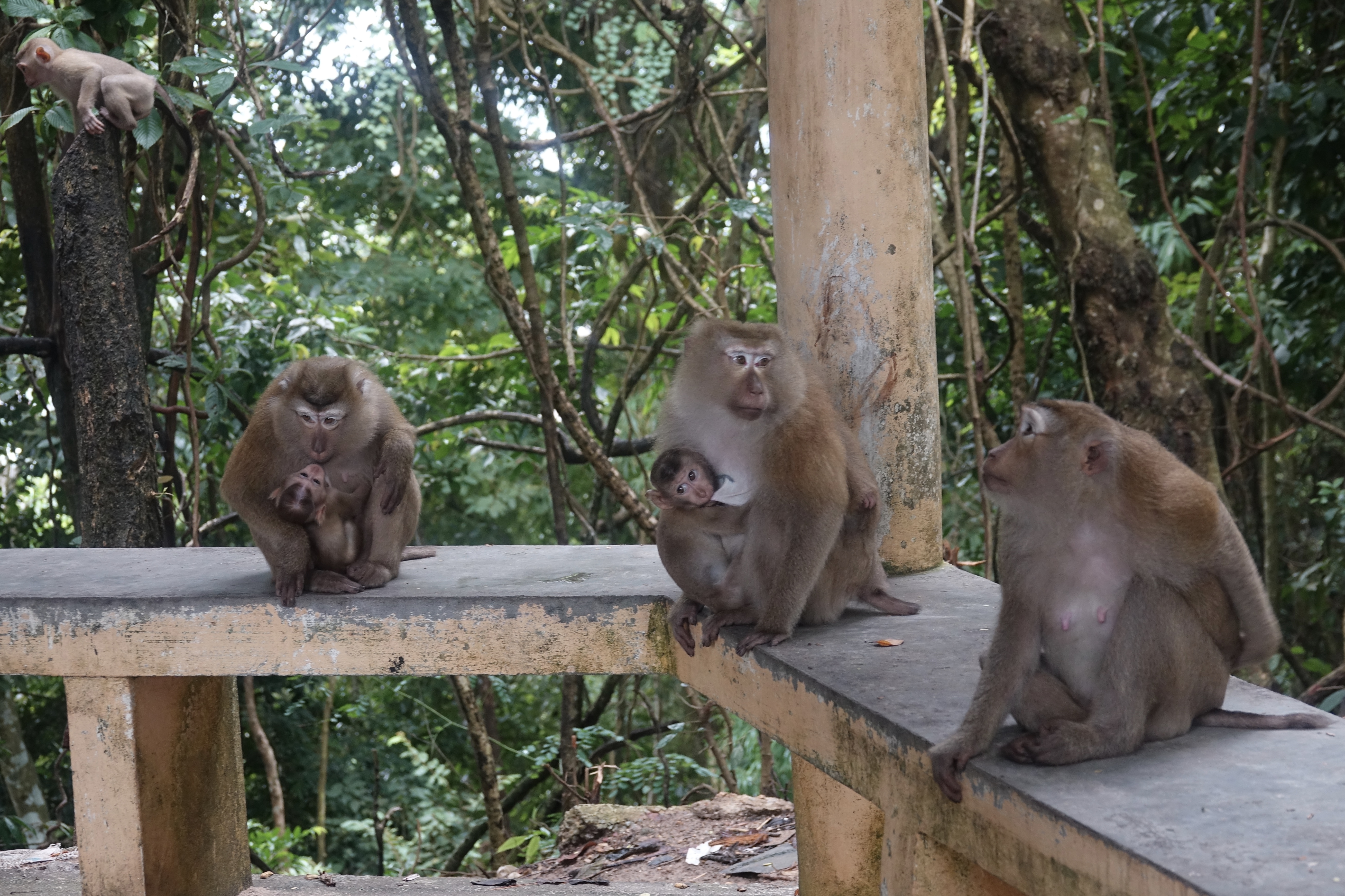 Обезьяны на пхукете. Monkey Hill Пхукет. Monkeys in Phuket. Three Monkeys Phuket. Стоянка обезьян в Пхукет Таун.