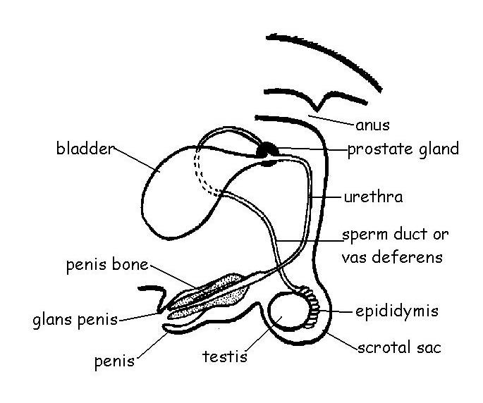 Male reproductive system with main parts labeled 21669890 Vector Art at  Vecteezy