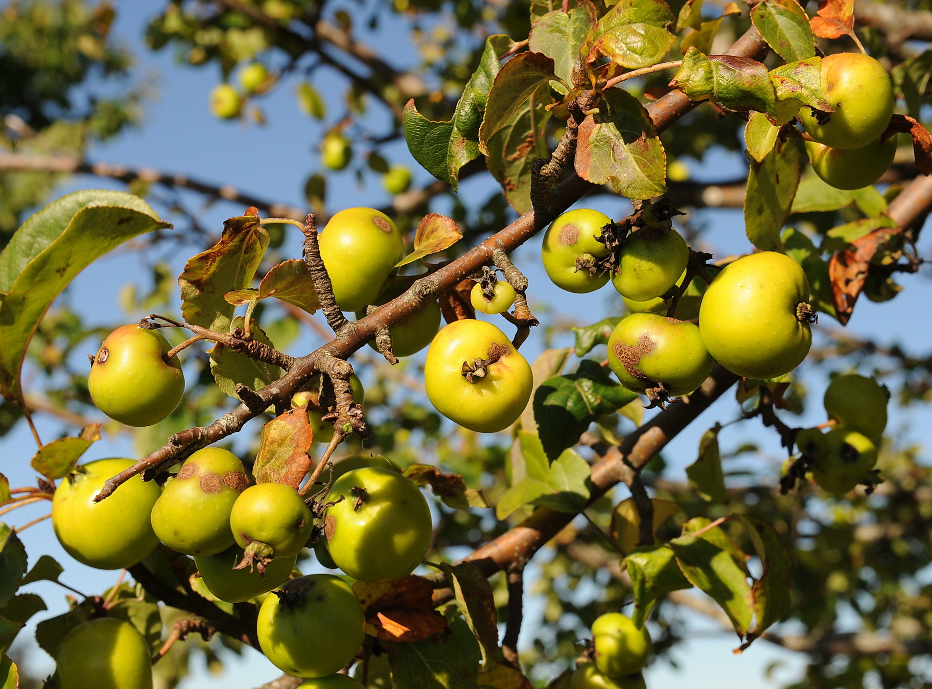 Дико растущая яблоня. Яблоня Лесная Malus Sylvestris. Яблоня Лесная (Дикая) (Malus Sylvestris). Яблоня дичка. Яблоня Лесная (дичок).