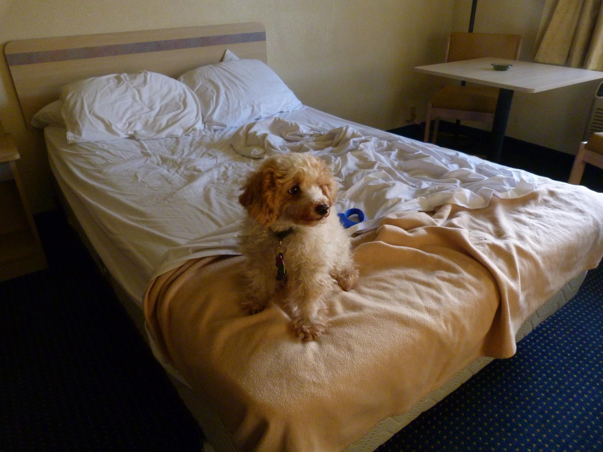File:Motel-6-dog-on-bed.jpg - Wikimedia Commons