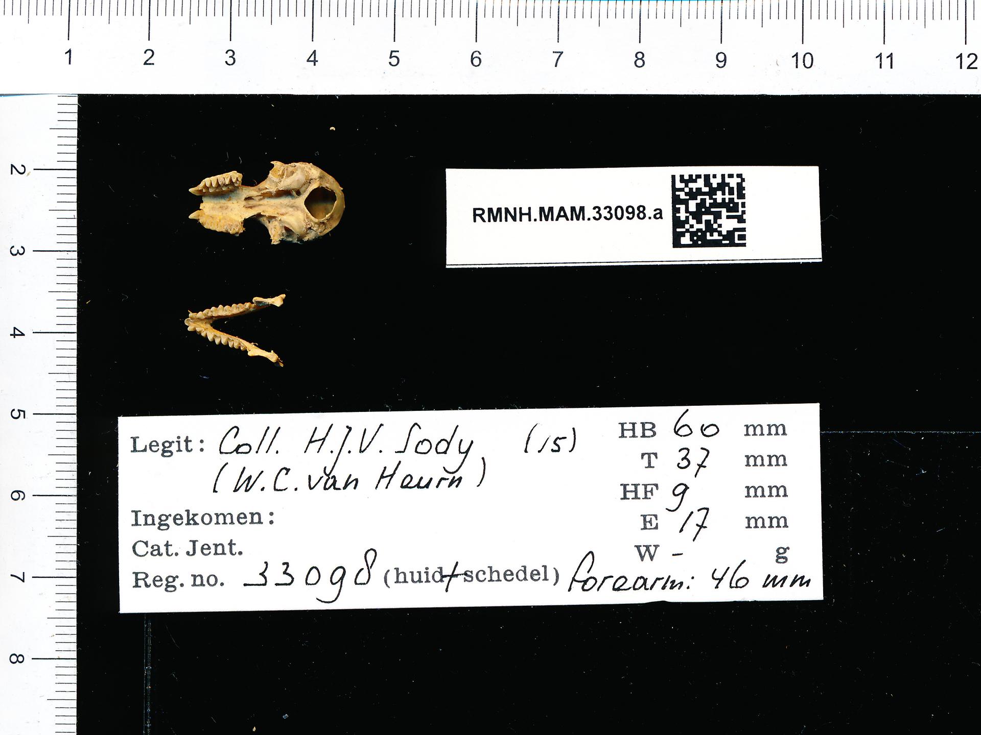 https://upload.wikimedia.org/wikipedia/commons/8/88/Naturalis_Biodiversity_Center_-_RMNH.MAM.33098.a_pal_-_Chaerephon_plicatus_-_skull.jpeg
