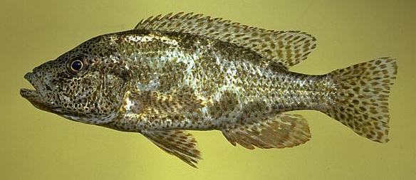 File:Nimbochromis polystigma by MKOliver.jpg