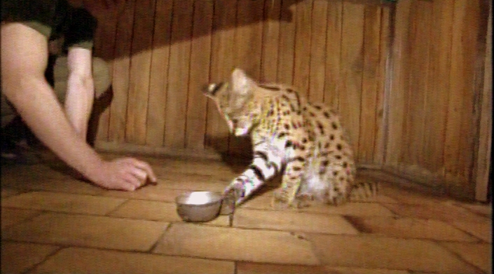 tame ocelot playing