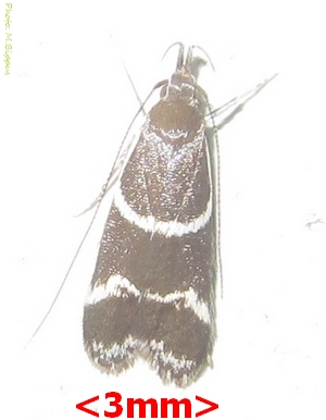 <i>Taragmarcha laqueata</i> Species of moth