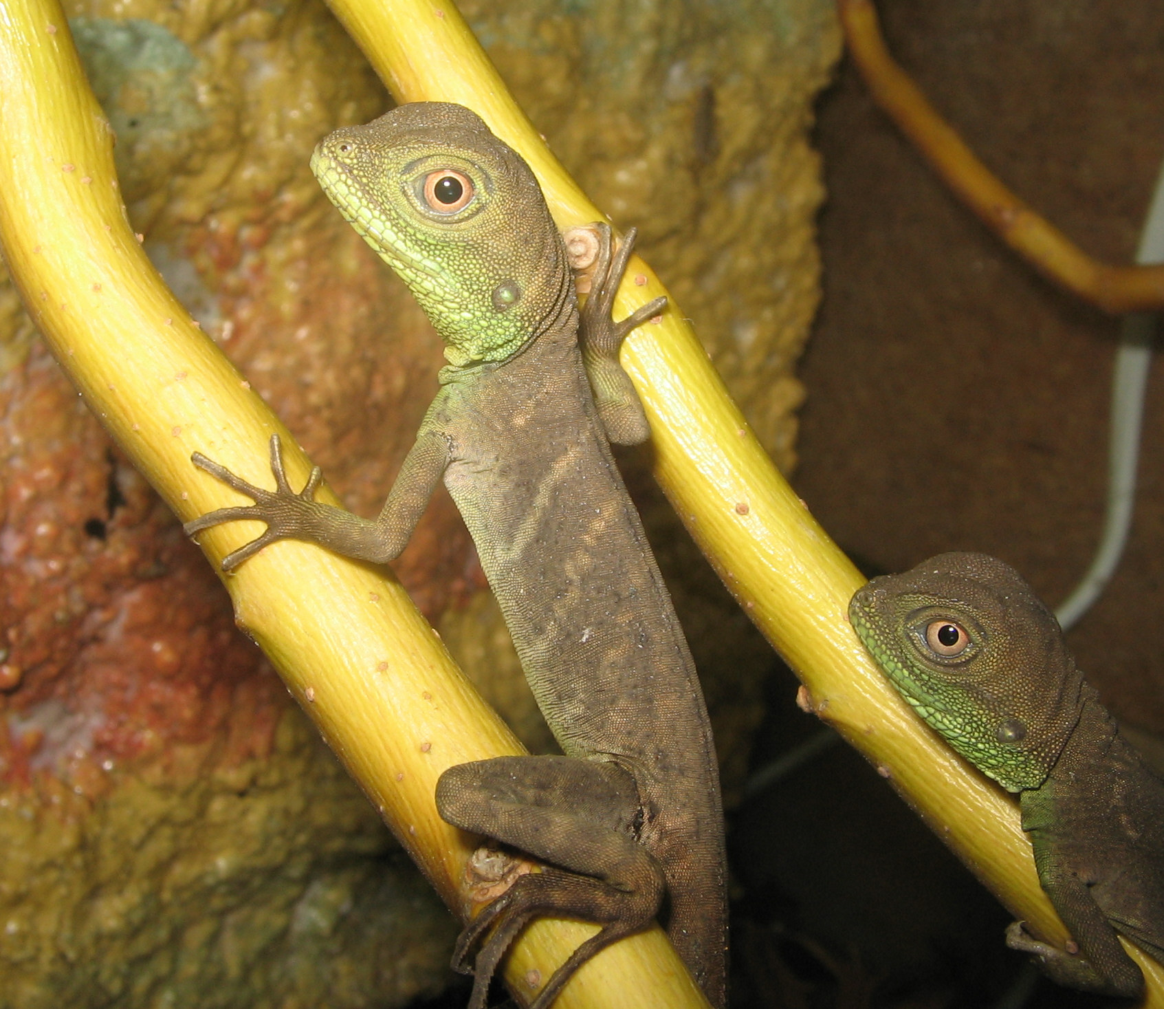 full grown male chinese water dragon