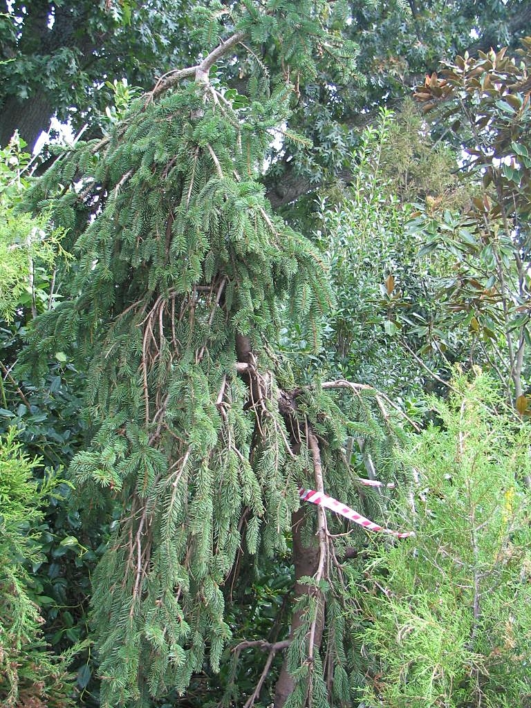 File Picea Abies Cultivar Merrifield Garden Center 0zz Jpg