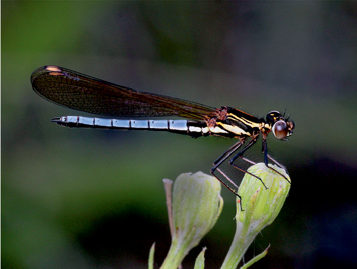 File:Platycypha crocea.png