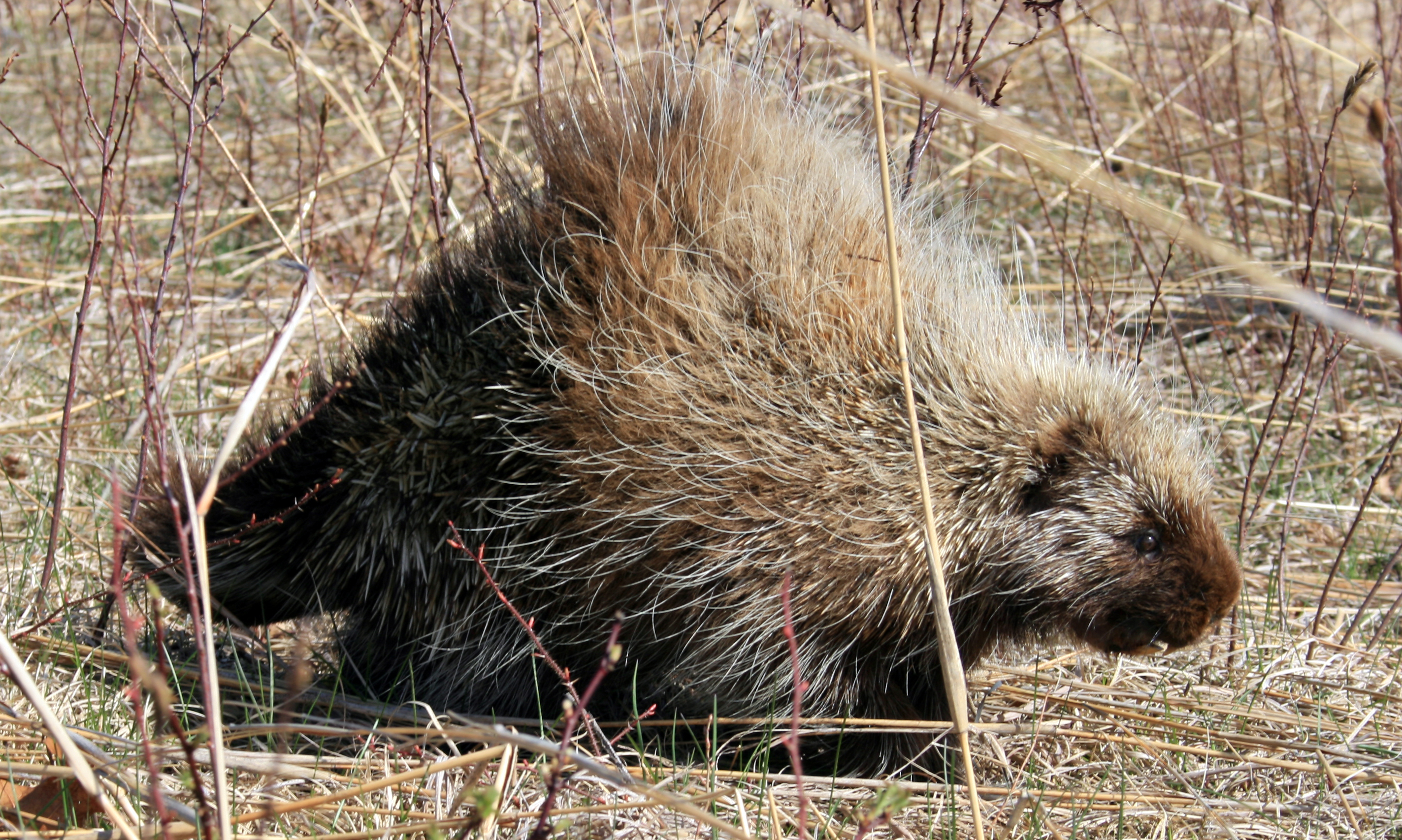 human porcupine attack