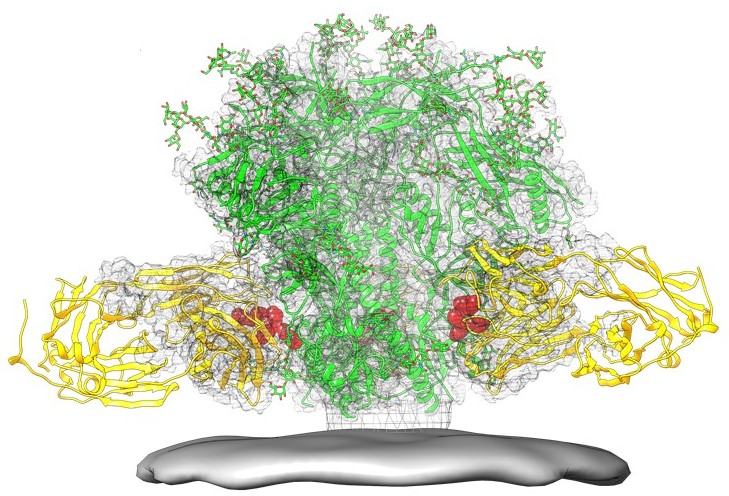 File:Protein Structure Diagram of Fusion Peptide Epitope on HIV Spike (41863579304).jpg