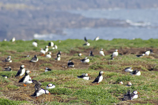 Puffins on Inner Farne - geograph.org.uk - 431994