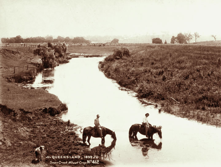 File:Queensland State Archives 5180 Swan Creek Wheat Crop 1899.png