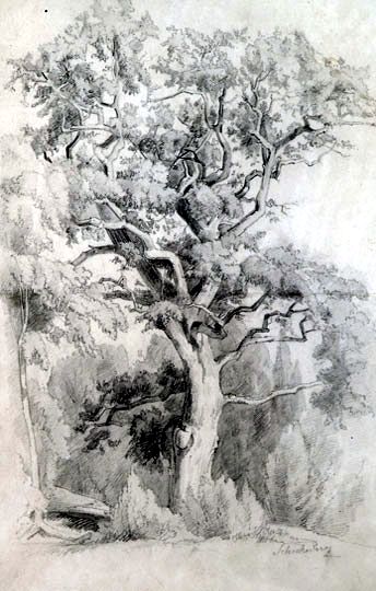 File:Schickedanz The old Oak.jpg