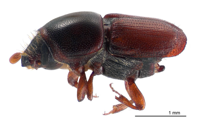 File:Scolytus multistriatus lateral.jpg