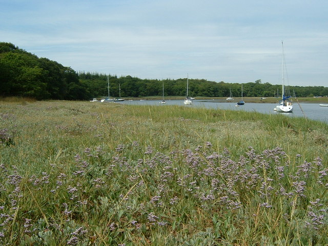 File:Sea Lavender on the Beaulieu River bank - geograph.org.uk - 332464.jpg