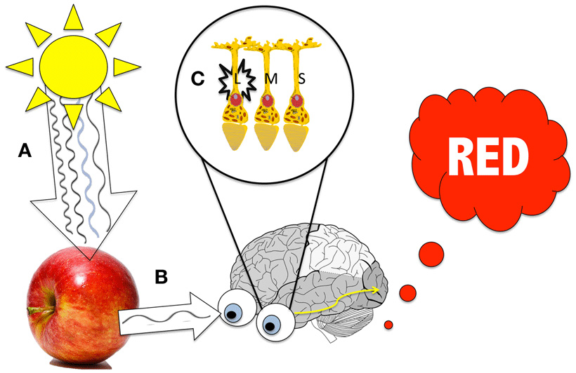 Seeing Red: Tweak Your Brain With Colors