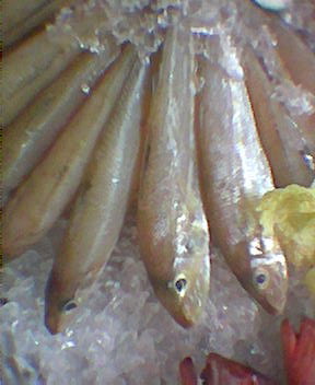 A species of sillaginid for sale as "asuhos" in the Philippines