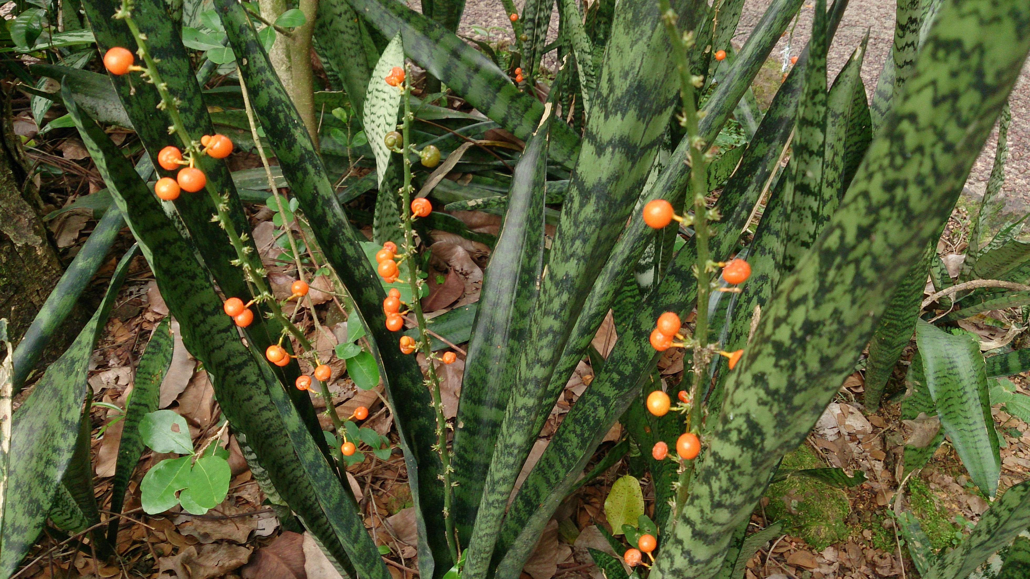 Gata golde dracena