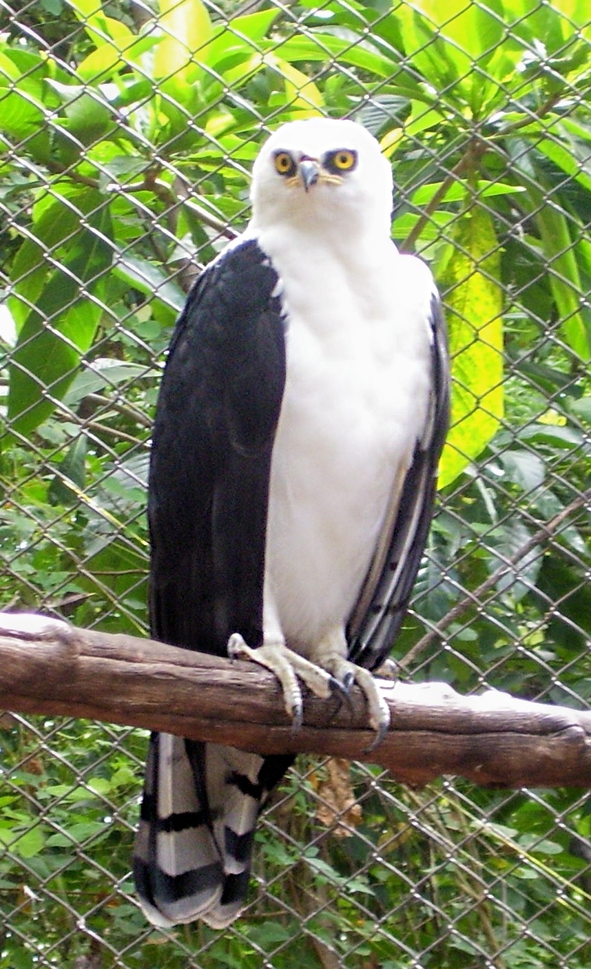 Aigle noir et blanc Wikip dia