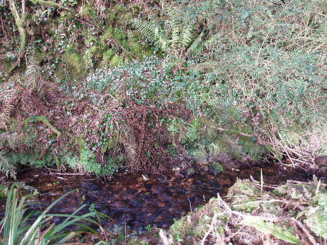 File:Stream at Tredorwin - geograph.org.uk - 118795.jpg