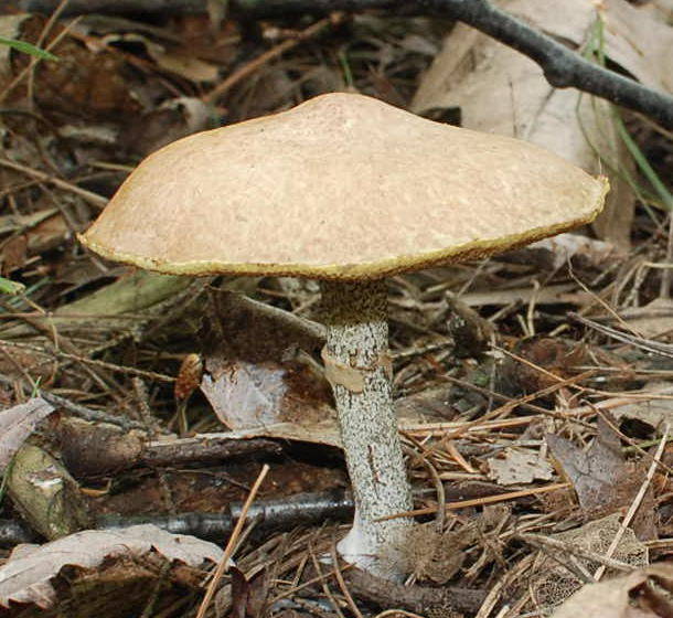 File:Suillus acidus 69723.jpg