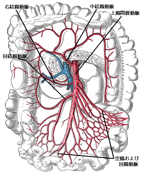 cranial mesenteric artery
